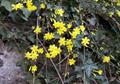 winter jasmine